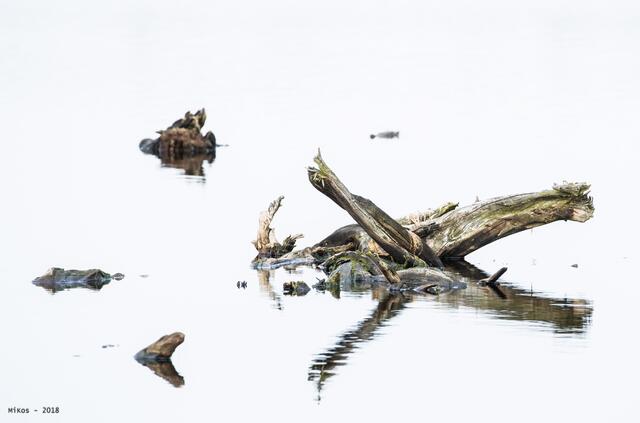 Kunstwerk der Natur