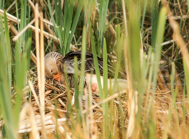 Die eigene Körperpflege wird aber wärend des Brutgeschäftes auch nicht vernachlässigt.