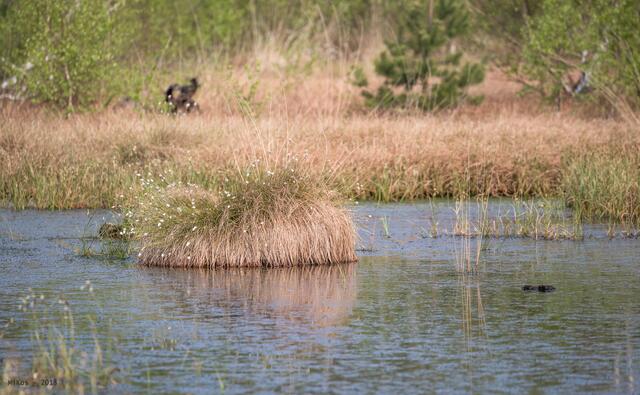 Gräser im Moorsee
