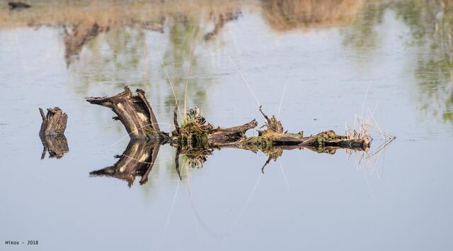 Holzskulptur im Moorsee