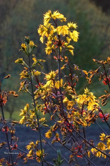 Im Abendsonnenlicht.