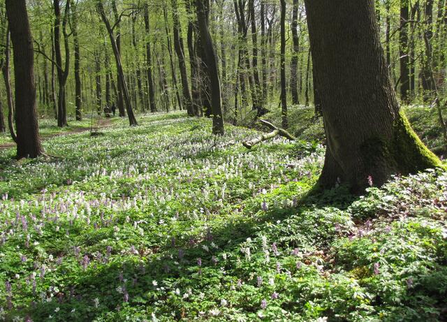 Im April, wenn die Frühblüher ihren großen Auftriff haben, zeigt sich die Eilenriede von einer besonders schönen Seite.