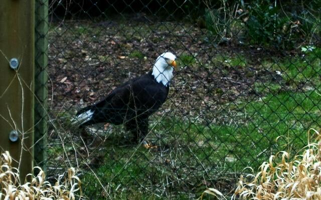 Weisskopf-Seeadler, das Wappentier der U.S.A.