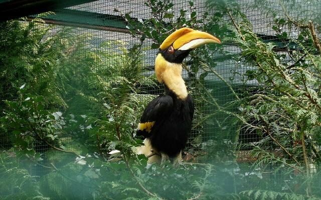 Hornvogel