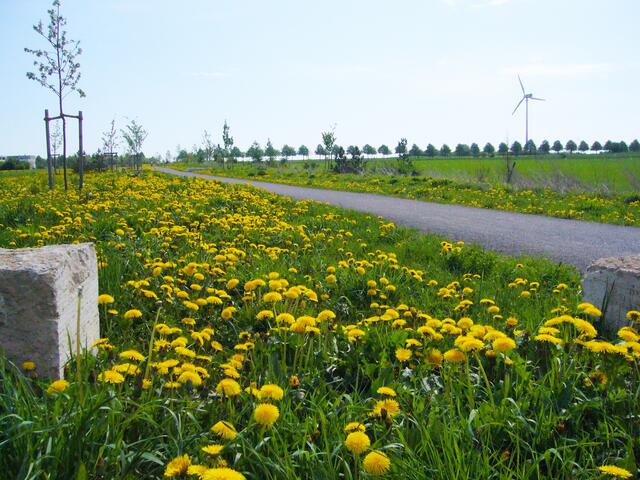 Und im Frühjahr darauf, hat sich die Natur schon ordentlich ausgebreitet.