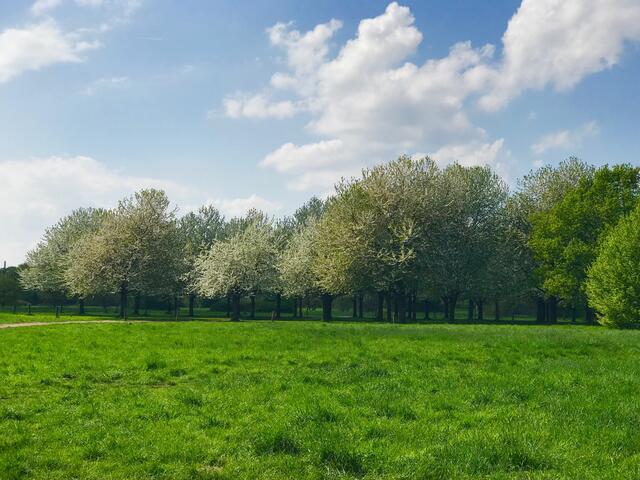 22. April 2018. Kirschblütenfest. Hiroschima Hain. Hannover - Alte Bult.