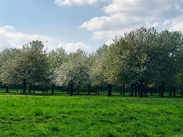 22. April 2018. Kirschblütenfest. Hiroschima Hain. Hannover - Alte Bult.