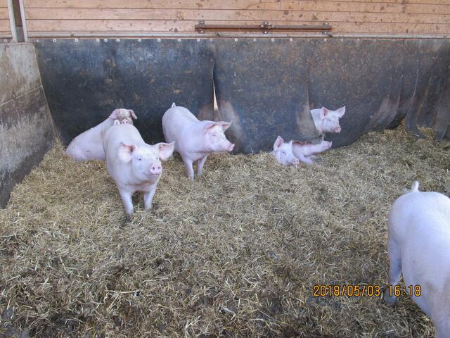 ..neugierig auch die Schweine...