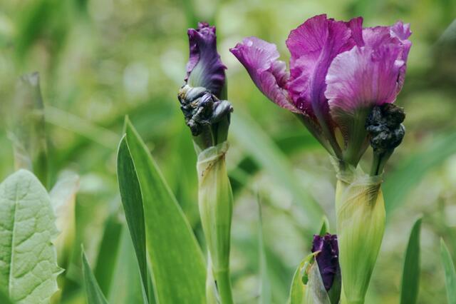 Iris
