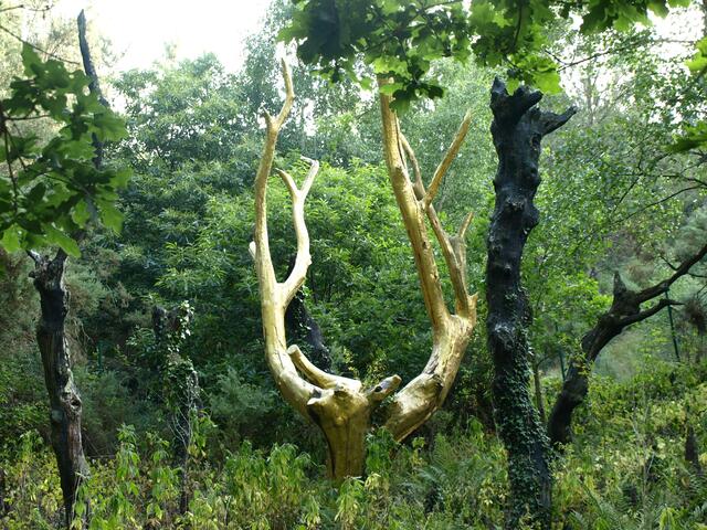 Arbre d'Or