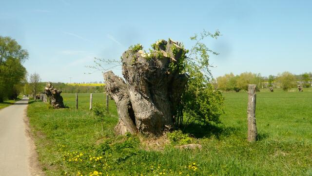 Rückschnitt - Bilder vom 29. April 2018 !
