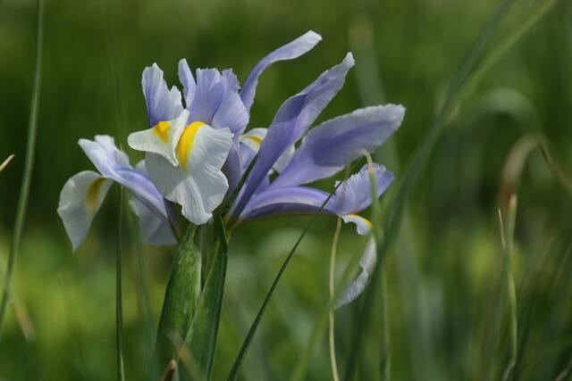 Iris