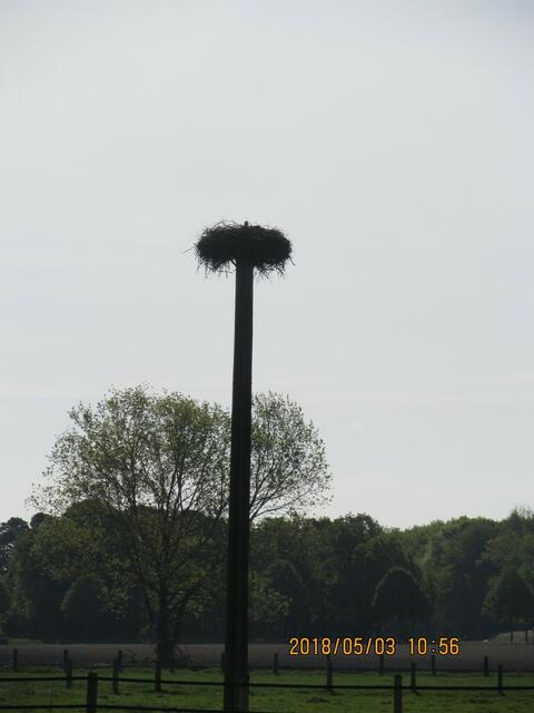 Storchennest zwischen Burgdorf und Steinwedel...