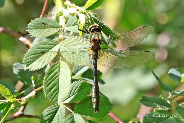 Falkenlibelle !