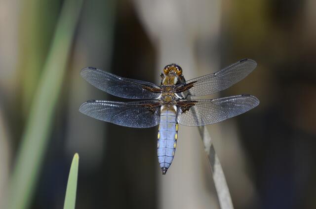 Plattbauch (Libellula depressa) m