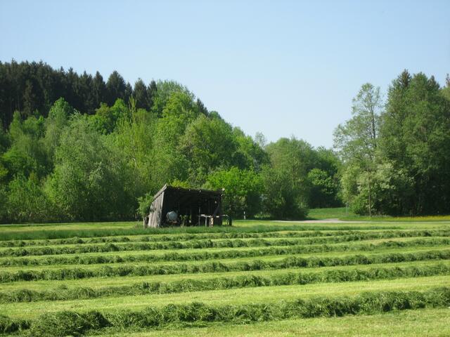 Windschiefe Hütte und schnurgerade Gras-Reihen... das hat doch was!