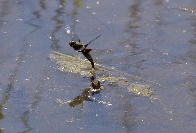 Plattbauch (Libellula depressa) w
