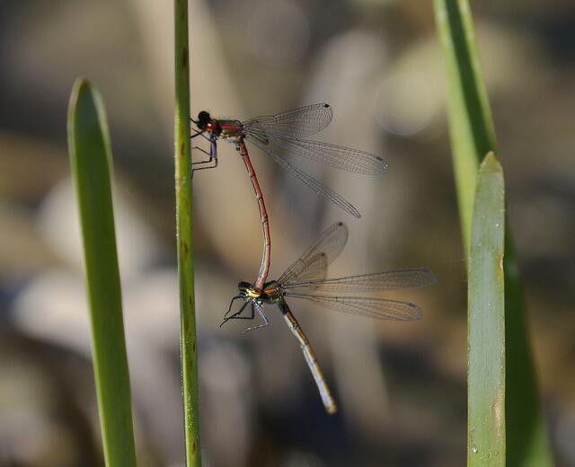 Scharlachlibelle (Ceriagrion tenellum), auch Zarte Rubinjungfer oder Späte Adonislibelle - Tandem