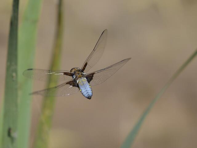 Plattbauch (Libellula depressa)