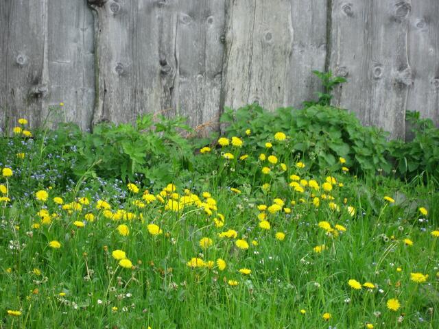 "Gelb - die Farbe der Natur... gelbe Butter-Stunden pur... gelbe Lust im gelben Mai, gelb geträumt, was ist dabei? Alles blüht im gelben Licht... grünes Gras die Regel bricht..." (aus meinem Gelb-Gedicht).