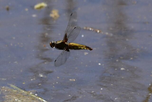Plattbauch (Libellula depressa) w