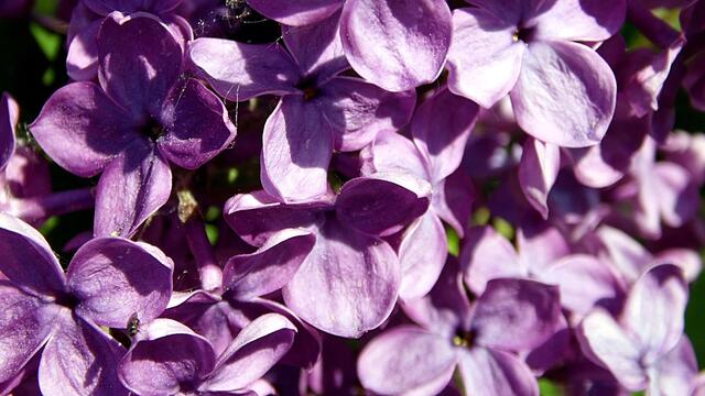 Mit Wolfgang E. durch den blühenden Steinbruch Nebra - am 8.5.2018 !