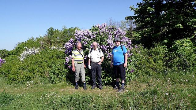 Mit Wolfgang E. durch den blühenden Steinbruch Nebra - am 8.5.2018 !