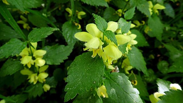 Mit Wolfgang E. durch den blühenden Steinbruch Nebra - am 8.5.2018 !