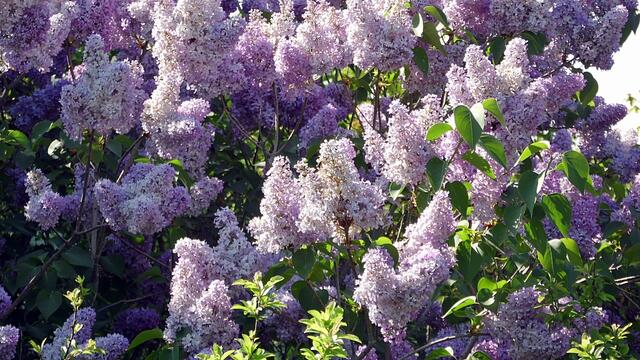 Mit Wolfgang E. durch den blühenden Steinbruch Nebra - am 8.5.2018 !