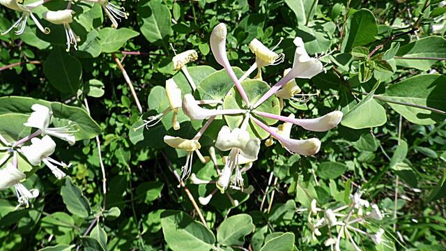 Mit Wolfgang E. durch den blühenden Steinbruch Nebra - am 8.5.2018 !