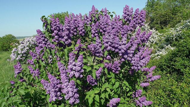 Mit Wolfgang E. durch den blühenden Steinbruch Nebra - am 8.5.2018 !