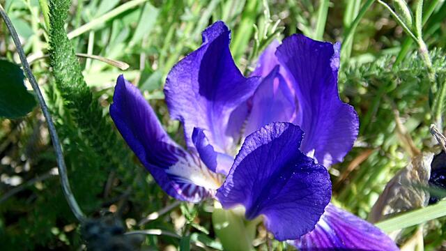 Mit Wolfgang E. durch den blühenden Steinbruch Nebra - am 8.5.2018 !