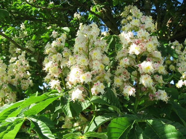 Kastanie; blüht sie nicht einmalig schön?