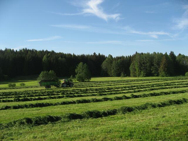 Mein weiterer Weg, kaum sichtbar; über die ersten zwei, drei Gras-Reihen hinweg, eigentlich nur ein Trampelpfad.