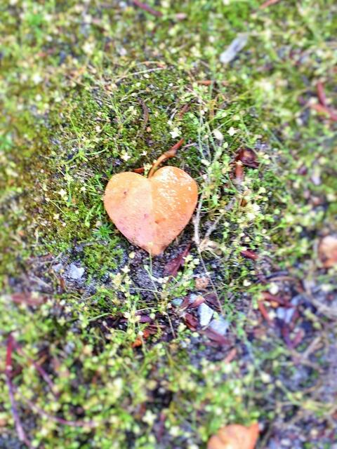 Herzliches Blatt...