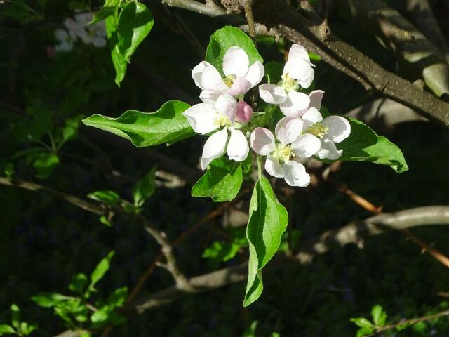 Apfelblüte