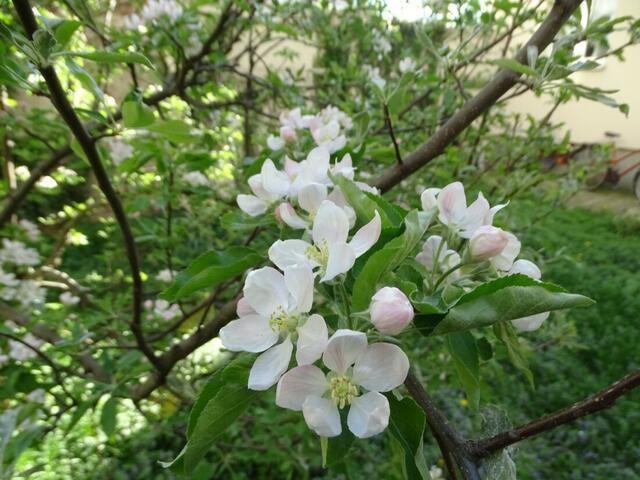 Apfelblüte