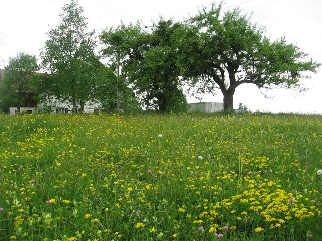 .....Das Wetter wird schlechter. Ich sollte umkehren. Doch an dieser Wiese kann ich nicht vorbeifahren. Erfreulicherweise wurde sie noch nicht gemäht. Was hier so üppig blüht, ist gelber Hahnenfuß. Wir haben wieder die "Gelbe Zeit" (?) Ihr wisst schon, damals... als wir alle zu dichten begannen...                                              Bauernhof und Ostgarten, drumherum die Blumenwiese. Es geht kaum noch myheimatlicher....