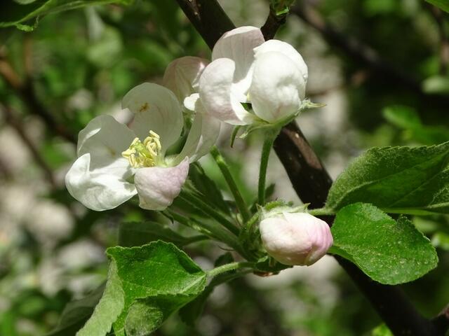 Apfelblüte