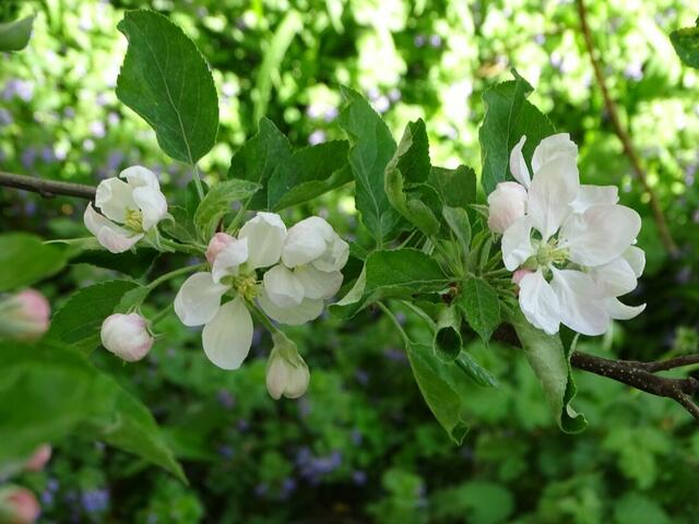 Apfelblüte