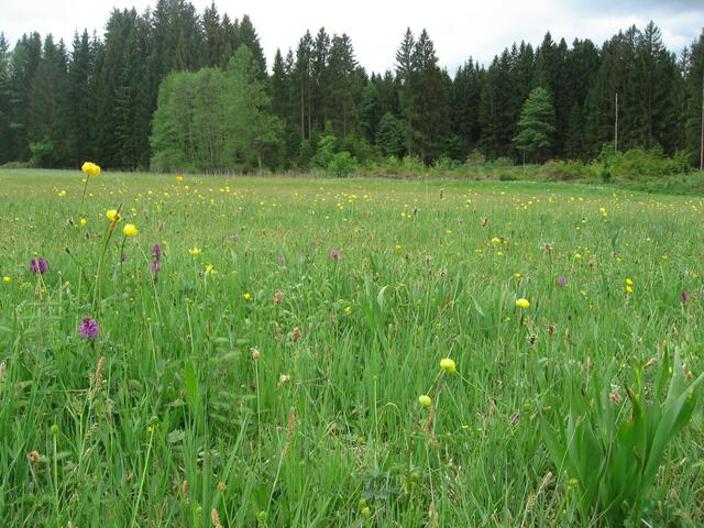 ...also, fahre ich weiter...meinen Kindheitserinnerungen hinterher. Ich brauche doch noch dieses eine Foto...hier bin ich doch richtig? Wo es Trollblumen gibt und das seltene Knabenkraut, müsste auch der stengellose blaue  Enzian zu finden sein?... Ich fahre weiter...
