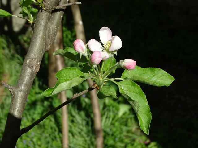 Apfelblüte
