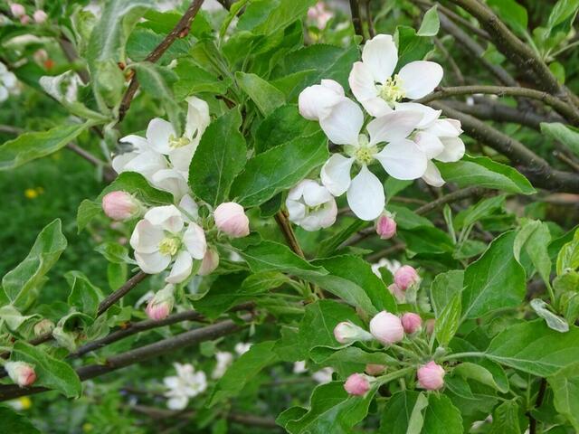 Apfelblüte