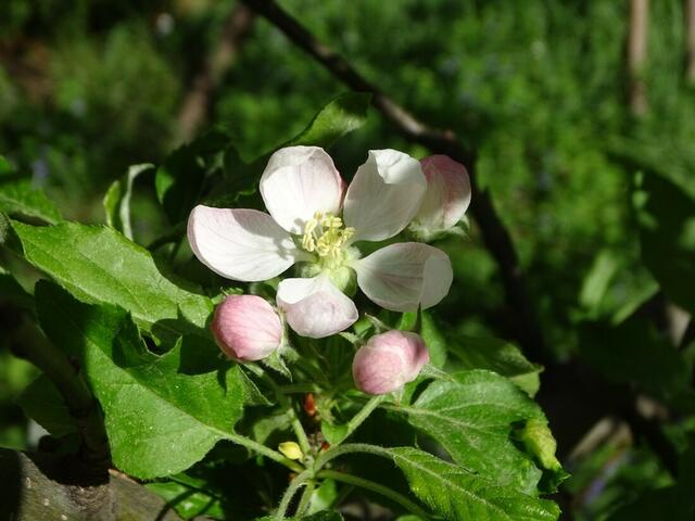 Apfelblüte