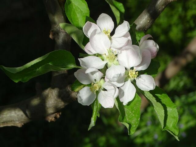 Apfelblüte