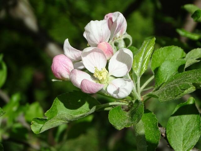 Apfelblüte
