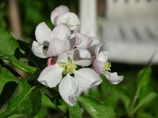Apfelblüte