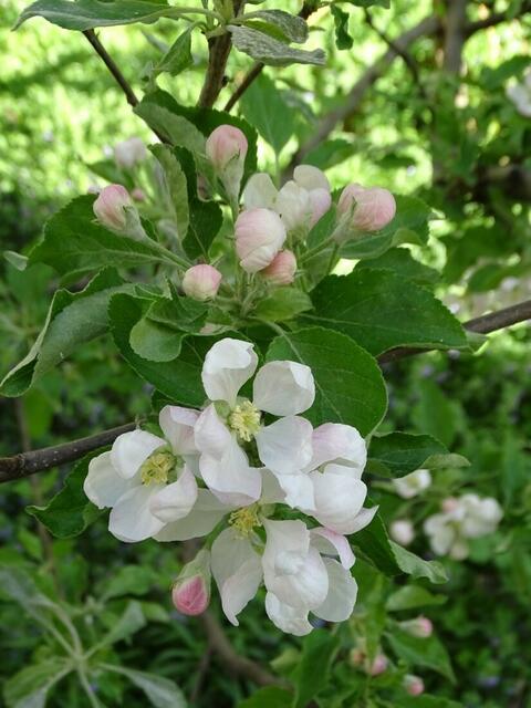 Apfelblüte