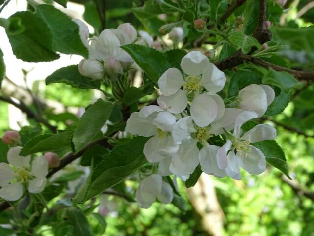 Apfelblüte