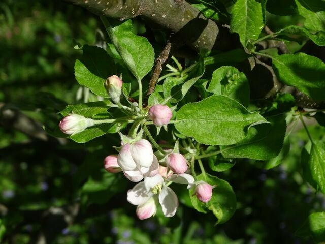 Apfelblüte